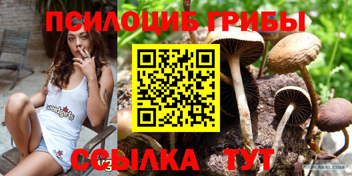 Галлюциногенные грибы Psilocybine cubensis Знаменск